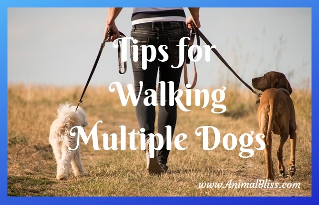 Tips for Walking Multiple Dogs