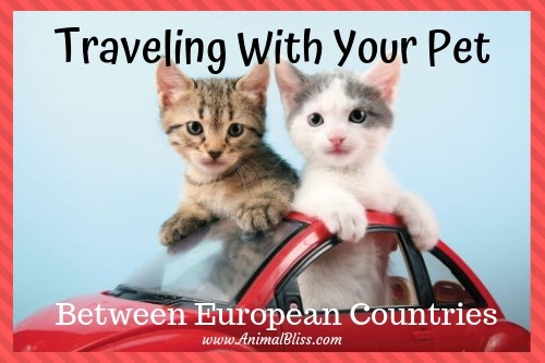 Traveling with your pet between European countries requires a little organization. Know the requirements for shots and important paperwork.