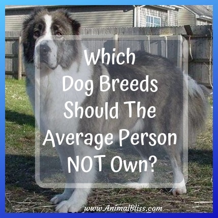Which Dog Breeds Should The Average Person Not Own