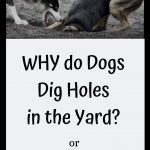Why do Dogs Scratch at the Doormat or Dig Holes?