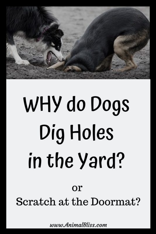 Why do Dogs Scratch at the Doormat or Dig Holes?