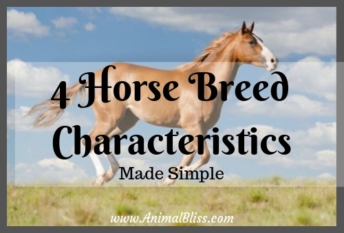 4 Horse Breed Characteristics Made Simple