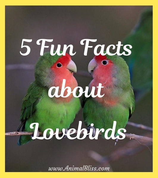 5 Fun Facts about Lovebirds: Most Popular Pet Parrot