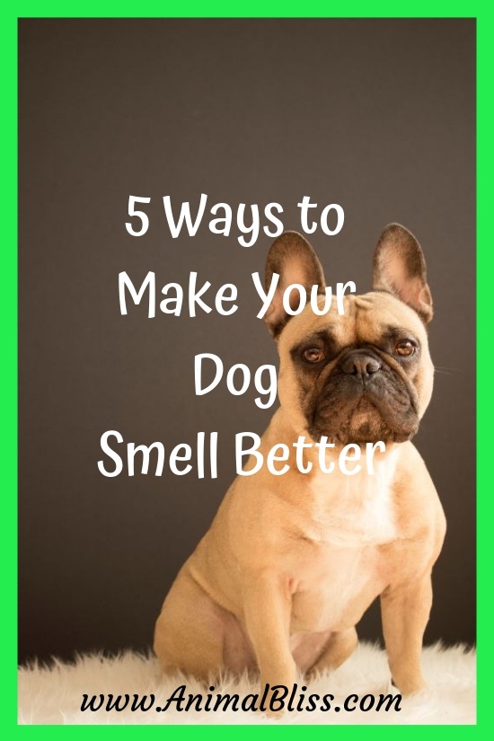 5 Ways to Make Your Dog Smell Better