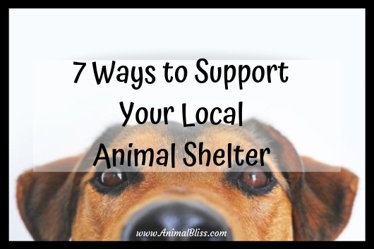 7 Ways to Support Your Local Animal Shelter