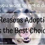Getting a Dog? 4 Reasons Why Adoption is the Best Choice