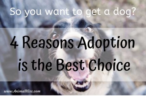 Getting a Dog? 4 Reasons Why Adoption is the Best Choice