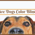 Are Dogs Color Blind? Can Dogs See Color?