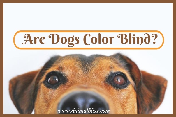 can you put color blind glasses on a dog