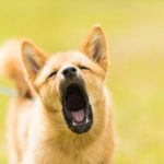 10 Reasons Why Your Dog is Barking and How to Stop it