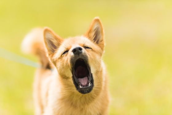 10 Reasons Why Dogs Bark and How to Stop it