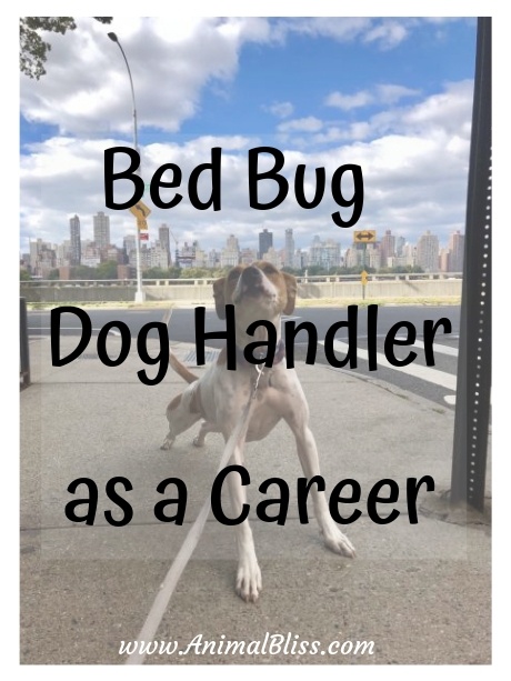 Bed Bug Dog Handler as a Career Can be a Unique and Fun