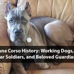 Cane Corso Breed History: Working Dogs, War Soldiers, Beloved Guardians