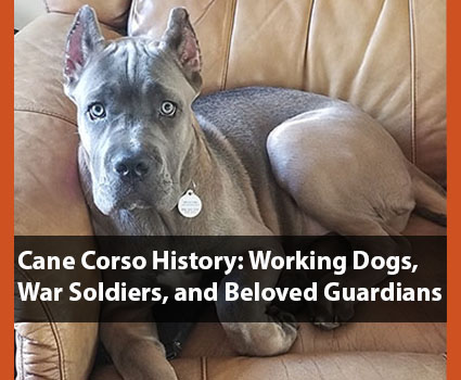 Cane Corso Breed History: Working Dogs, War Soldiers, Beloved Guardians