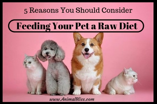 Five reasons you should consider feeding your pet a raw diet.