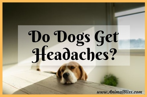Do Dogs Get Headaches? Signs and Symptoms of Canine Headache