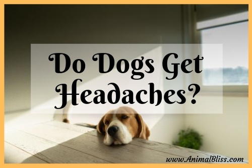 Do Dogs Get Headaches?