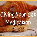 Giving Your Cat Medication: Everything You Need to Know