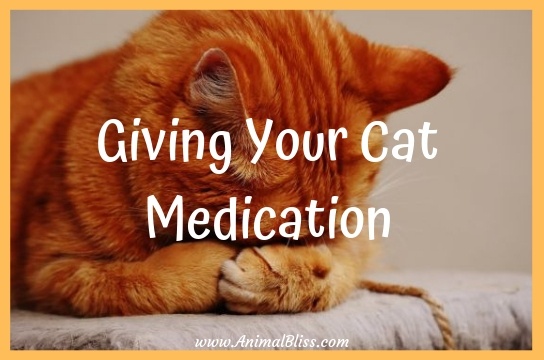 Giving Your Cat Medication: Everything You Need to Know