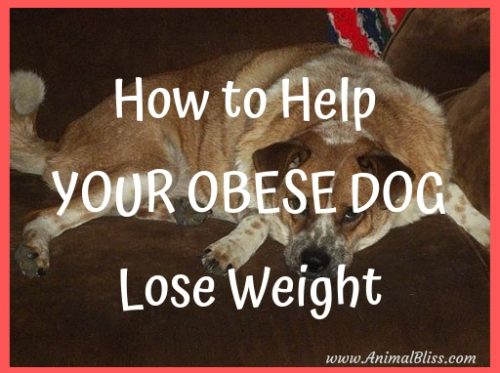 how to find out if your obese