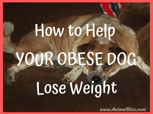 How to Help Your Obese Dog Lose Weight