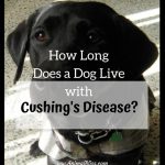 How Long Does a Dog Live with Cushing’s Disease?