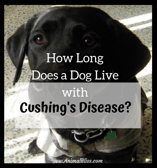 is my dog in pain with cushing's disease