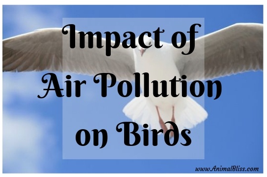 Impact of Air Pollution on Birds: How the Soul Returns to its Ancestors