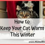 How to Keep Your Cat Warm This Winter