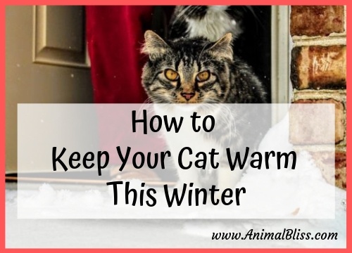 How to Keep Your Cat Warm This Winter