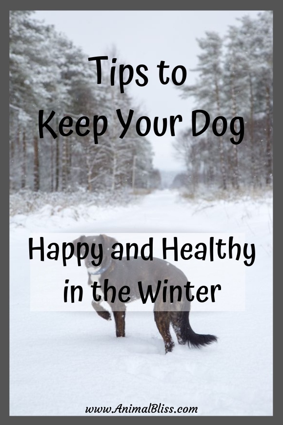 Tips to Keep Your Dog Happy and Healthy in the Winter