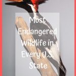Most Endangered Wildlife in Every U.S. State