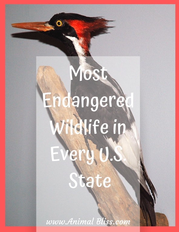 Most Endangered Wildlife in Every U.S. State
