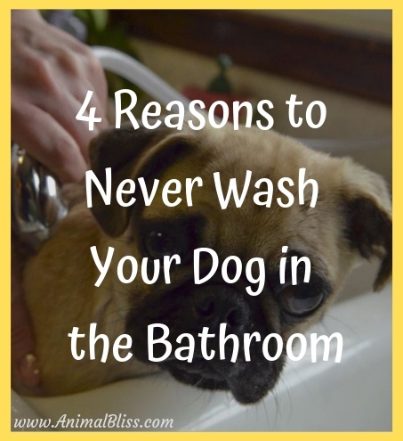 Never Wash Your Dog in the Bathroom