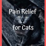 Natural Pain Relief for Cats: Top 5 Foods and Supplements