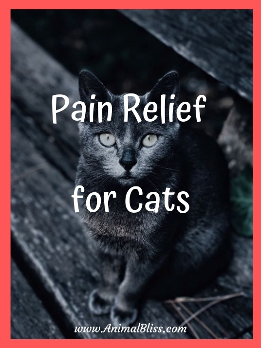 Natural Pain Relief for Cats: Top 5 Food and Supplements