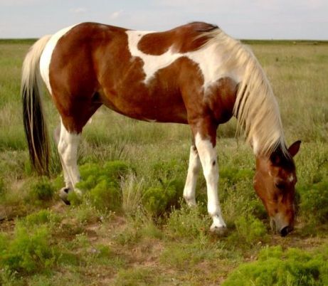 4 Horse Breed Characteristics Made Simple - Paint Horse