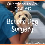 Questions to Ask Your Vet Before Dog Surgery