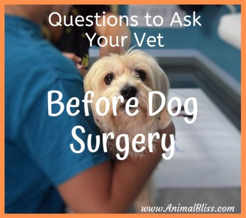 Questions to Ask Your Vet Before Dog Surgery