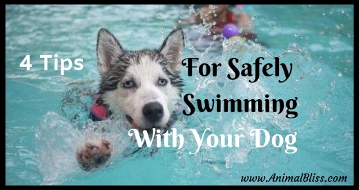 4 Tips For Safely Swimming With Your Dog
