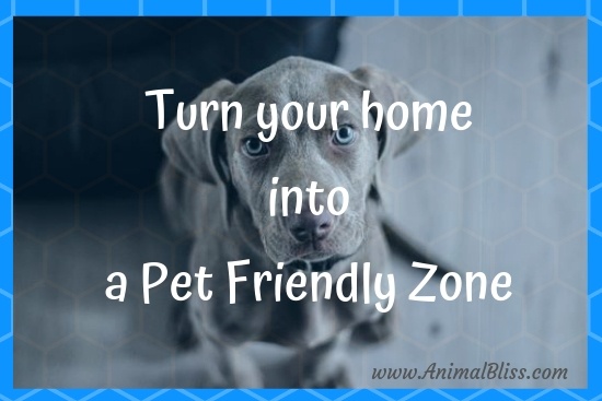 Turn Your Home into a Pet Friendly Zone