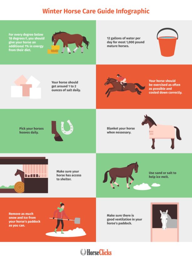 Winter Horse Care Guide Infographic