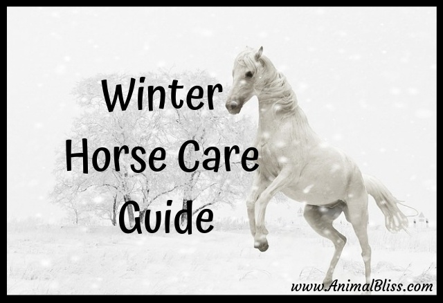 Winter Horse Care Guide Infographic