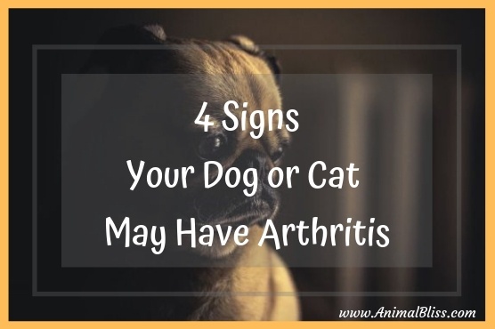 4 Signs Your Dog or Cat May Have Arthritis