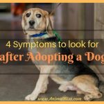 4 Symptoms to Look for after Adopting a Dog