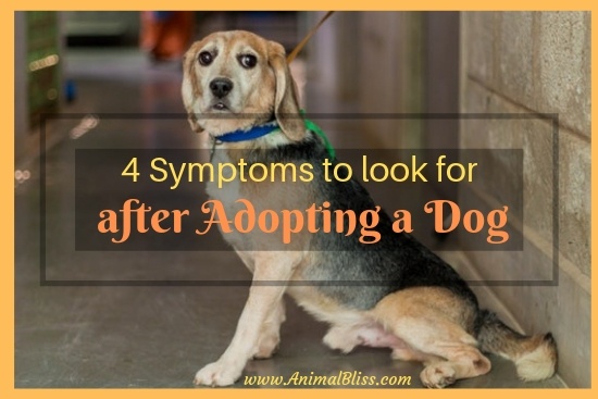 4 Symptoms to Look for after adopting a dog