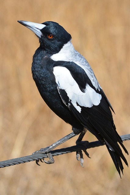 4 of the Most Dangerous Birds in the World