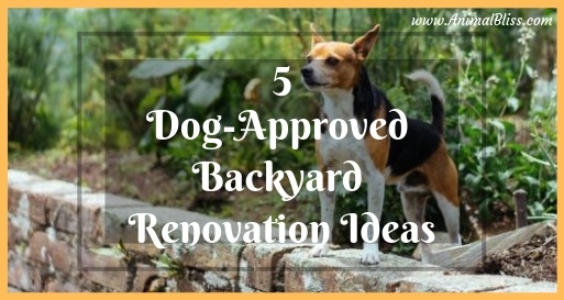 5 Dog-Approved Backyard Renovation Ideas