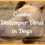 Canine Distemper Virus in Dogs: Signs, Diagnosis, Treatment