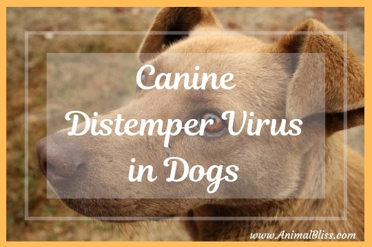 Canine Distemper Virus in Dogs: Signs, Diagnosis, Treatment